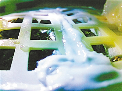 圖② 生物科普試驗載荷傳回的照片顯示,棉花的種子有發芽的跡象。新華社發